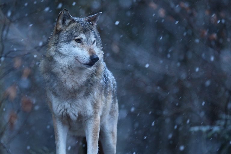 15 Facts About Wolves People Don’t Know